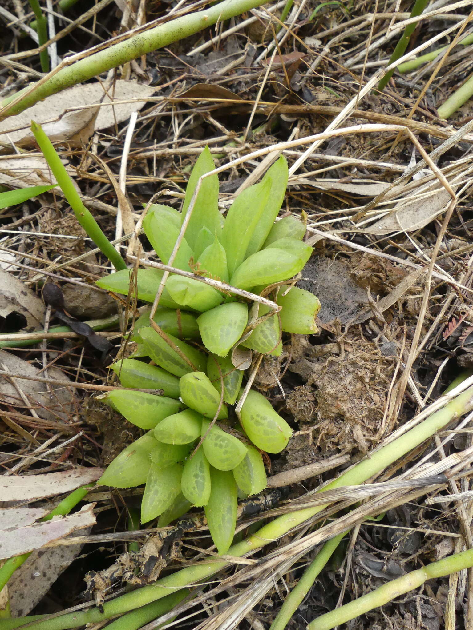 Слика од Haworthia turgida Haw.