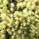 Image of racomitrium moss