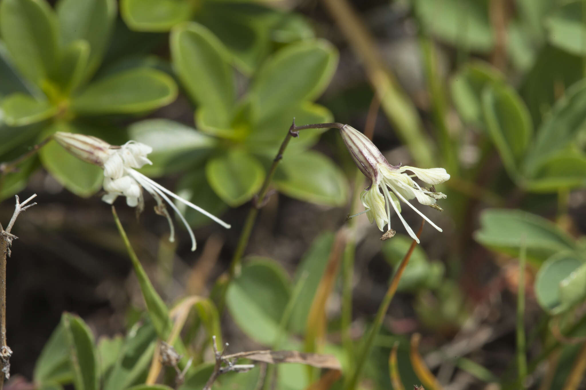 Image de Silene saxatilis Sims