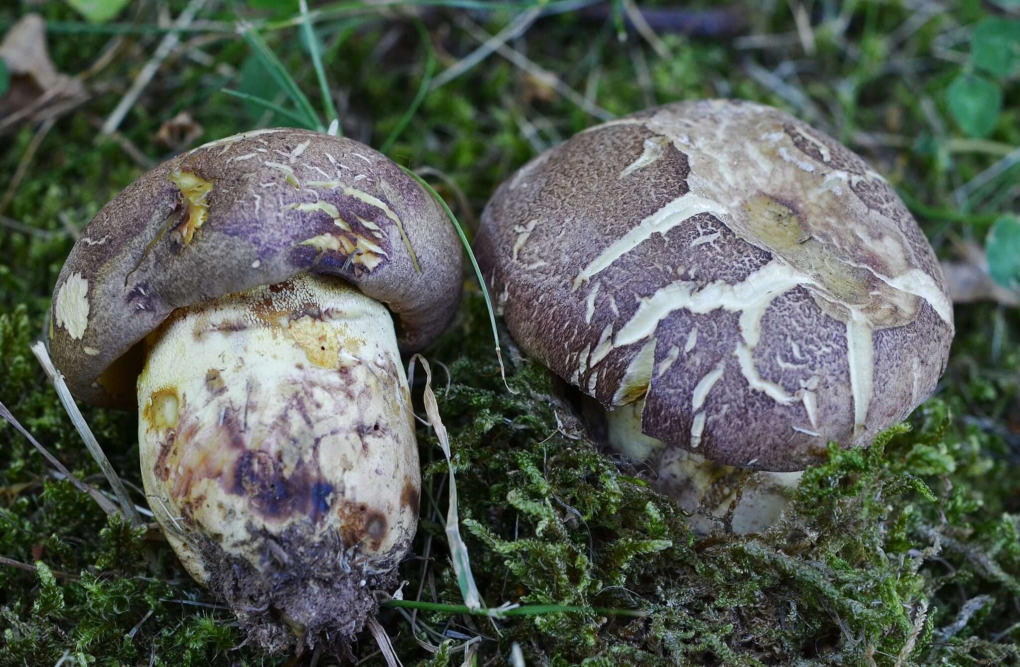 Image of butter bolete