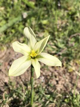 Image of Moraea bulbillifera (G. J. Lewis) Goldblatt