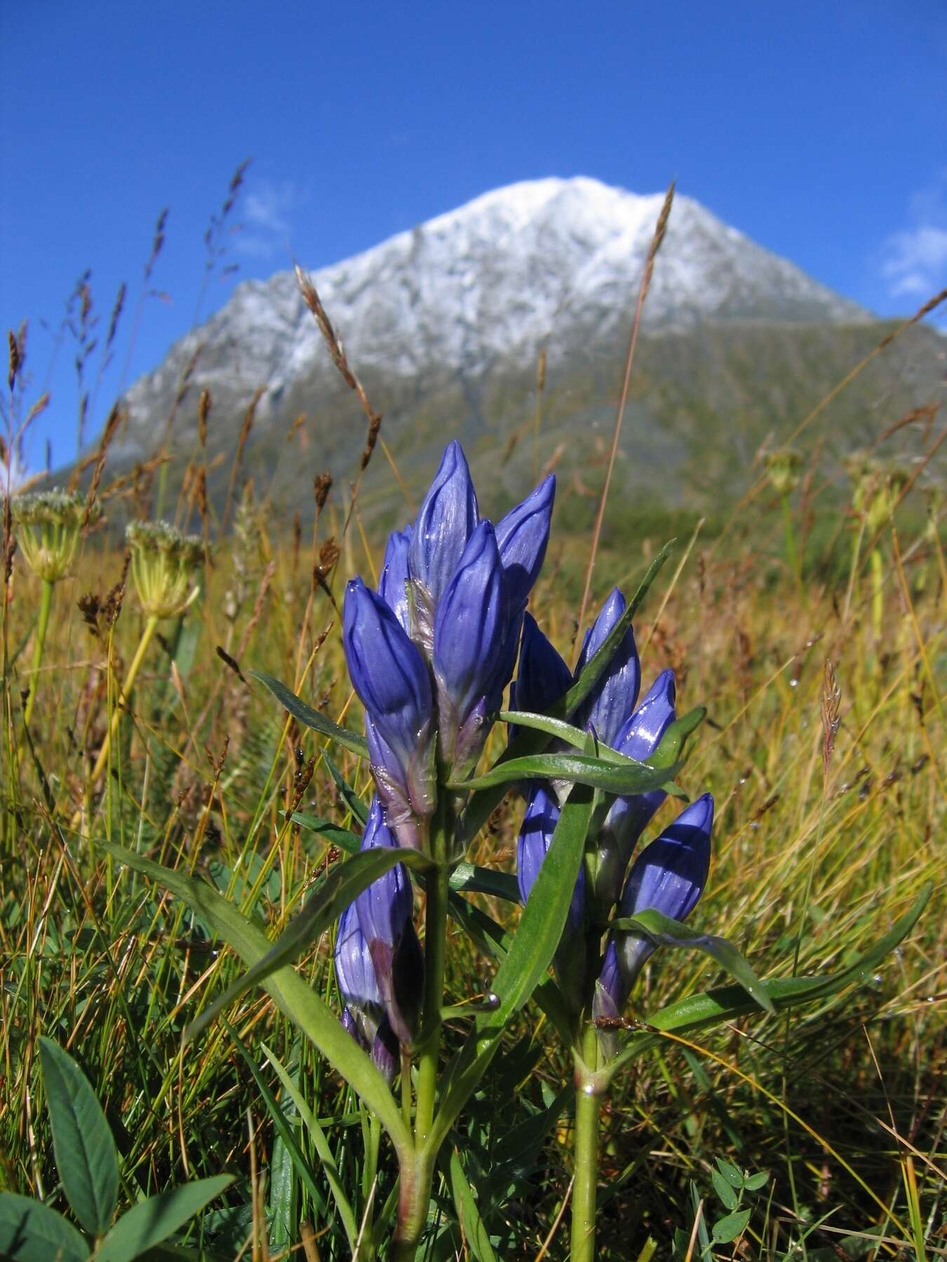 صورة Gentiana decumbens L. fil.