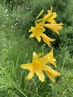 Слика од Hemerocallis lilioasphodelus L.