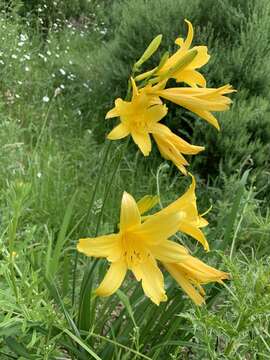 Image of lemon day-lily