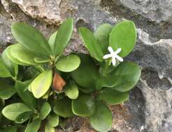 Image of Cyclophyllum sessilifolium (A. Gray) A. C. Sm. & S. P. Darwin