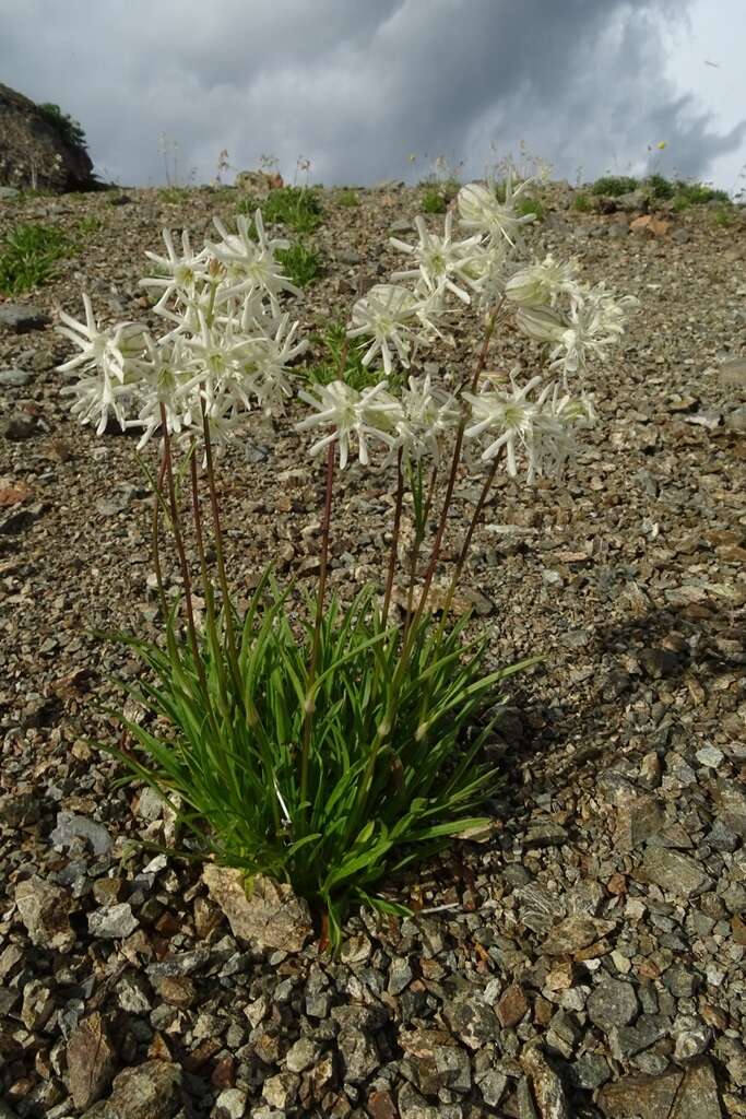 Imagem de Silene chamarensis Turcz.