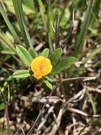 Image of sidebeak pencilflower