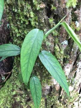 Image de Epipremnum pinnatum (L.) Engl.