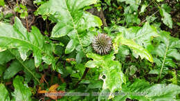 Image of Echinops pseudosetifer Kitag.