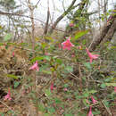 Image of Lonicera gracilipes var. glabra Miq.