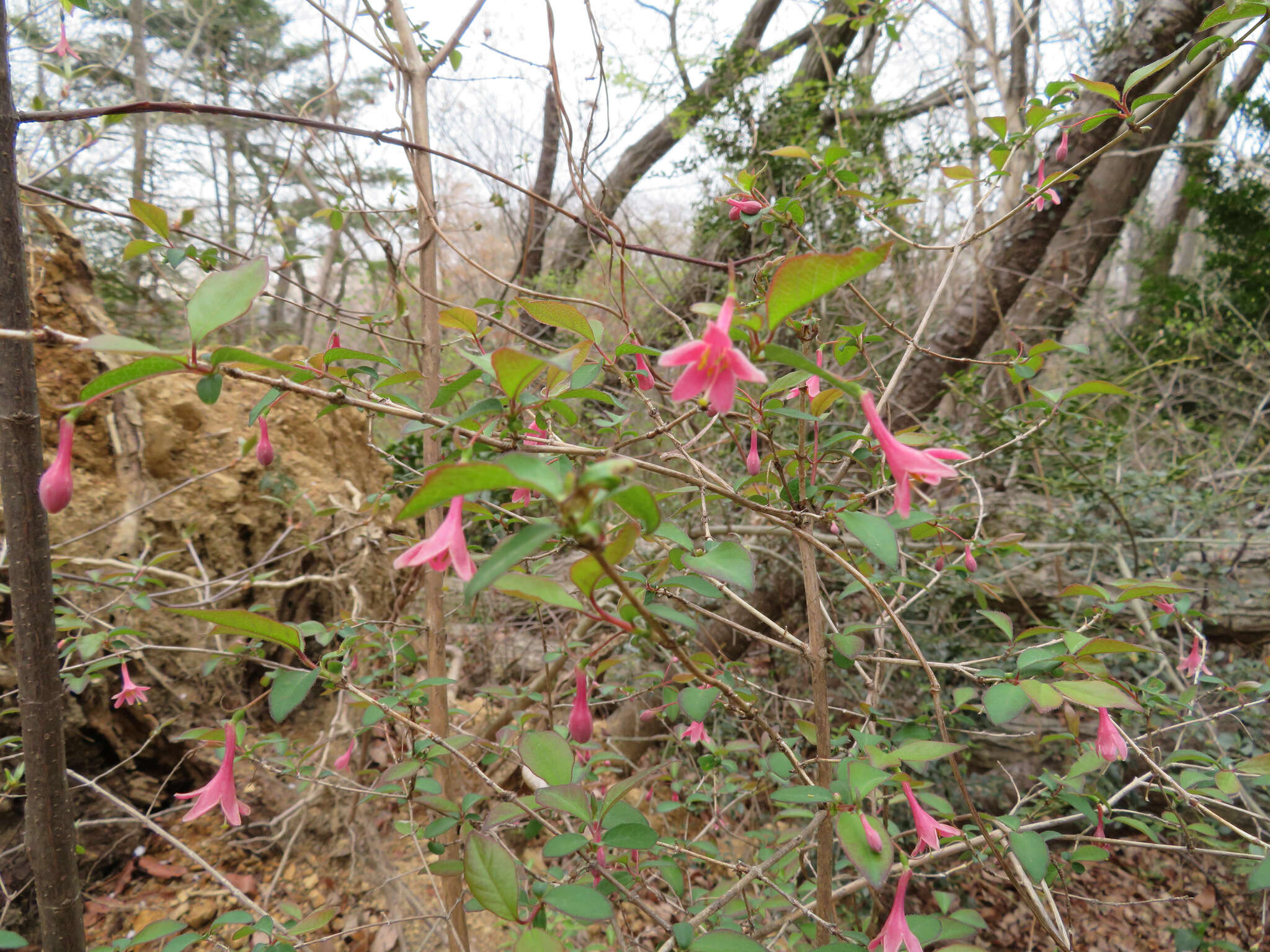 Lonicera gracilipes var. glabra Miq.的圖片