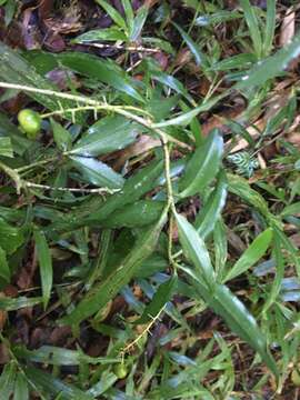 Image of Dracaena reflexa var. lanceolata H. Perrier