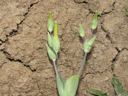 Image of Cerastium perfoliatum L.