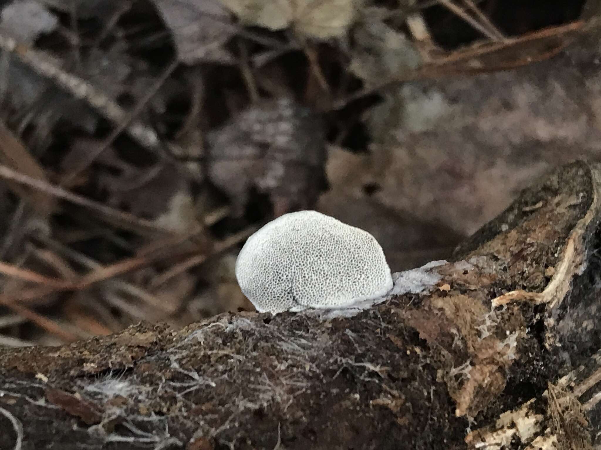 Image de Cyanosporus populi (Miettinen) B. K. Cui & Shun Liu