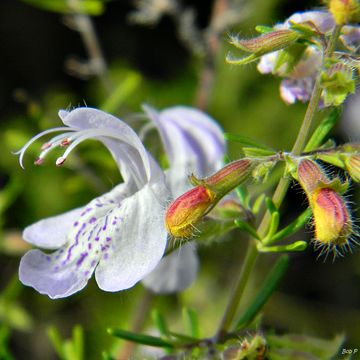 Image of largeflower false rosemary