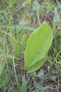 Image of Convallaria keiskei Miq.