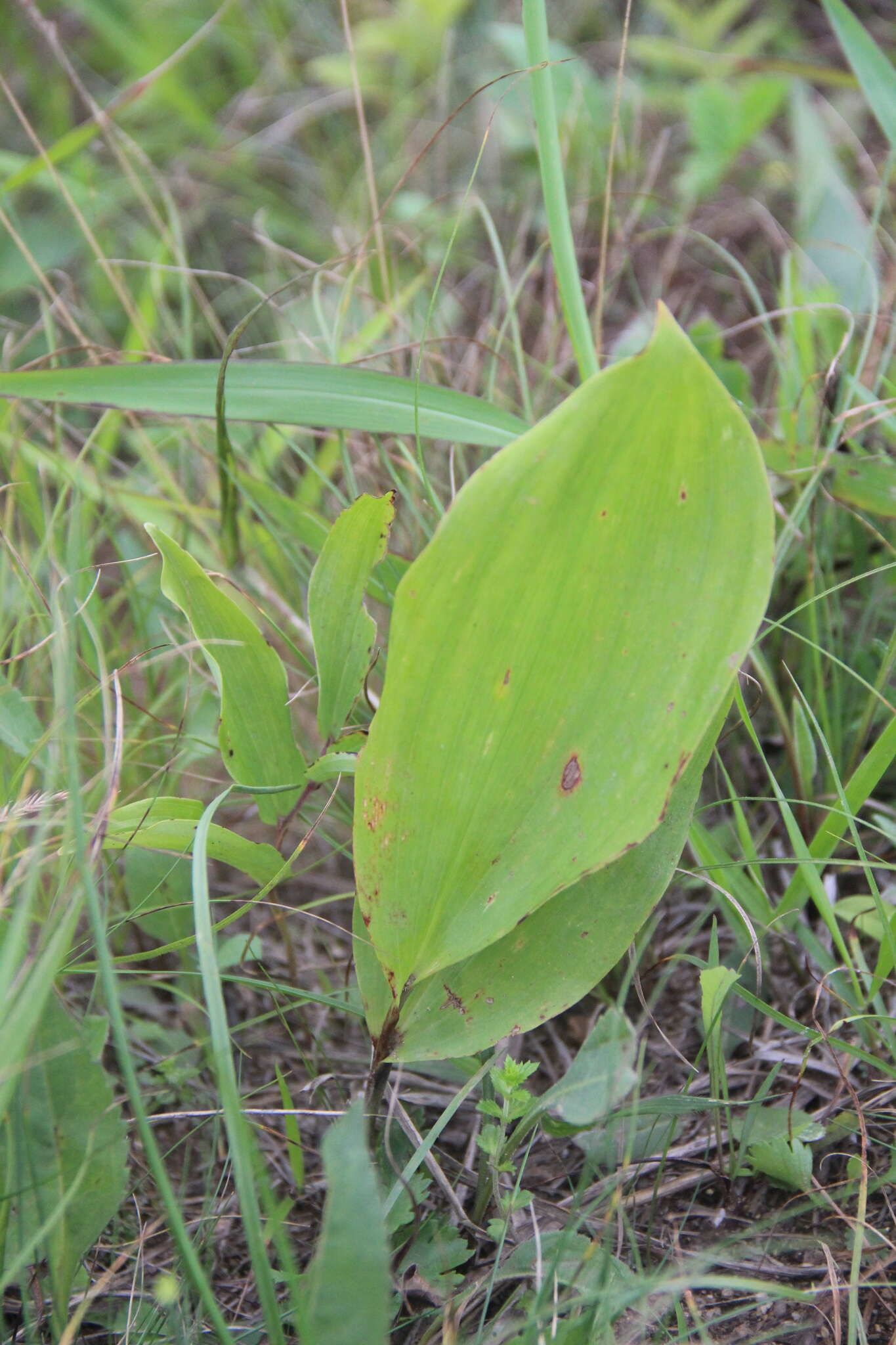 Image of Convallaria keiskei Miq.