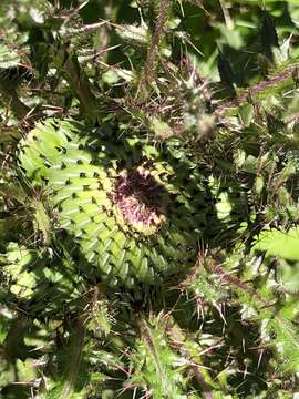 Plancia ëd Cirsium drummondii Torr. & A. Gray