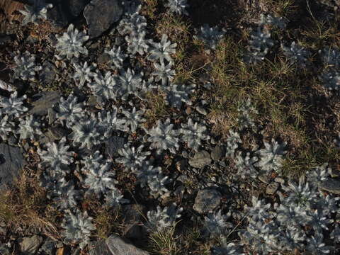 Plantago nivalis Boiss.的圖片