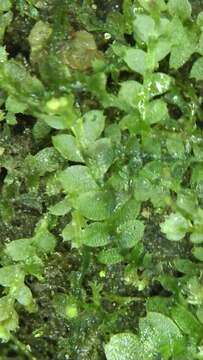 Image of Calypogeia subgen. Asperifoliae (Warnst.) R. M. Schust.