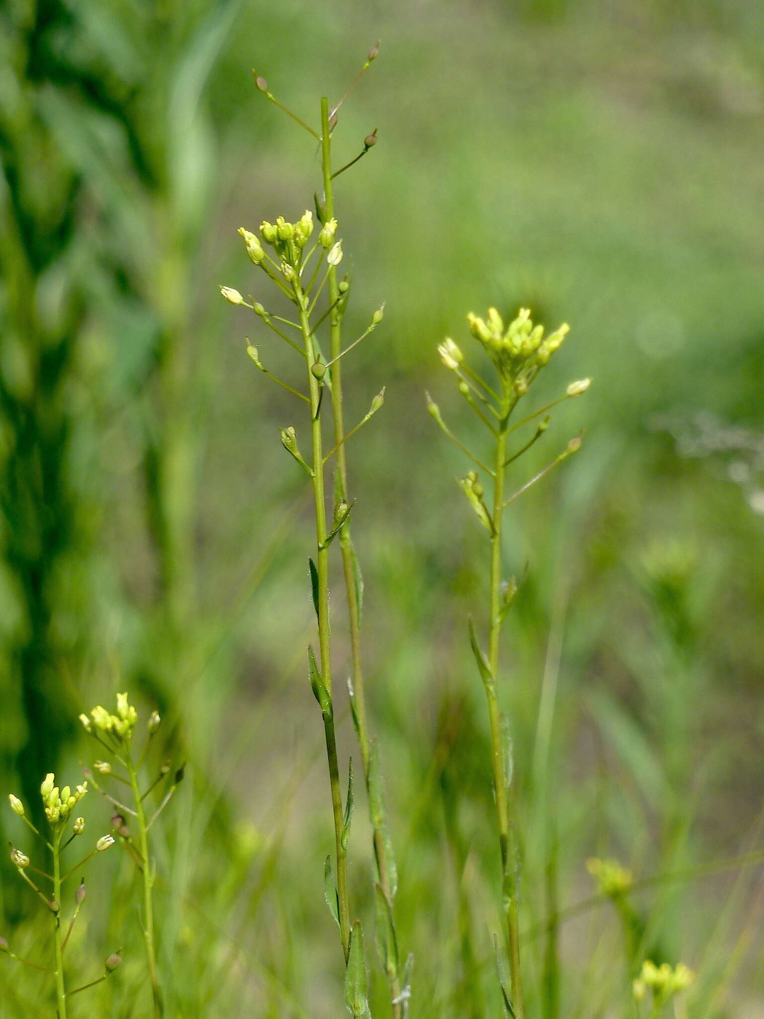 Image of false flax