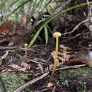 Слика од Hygrocybe miniceps (G. Stev.) E. Horak 1990