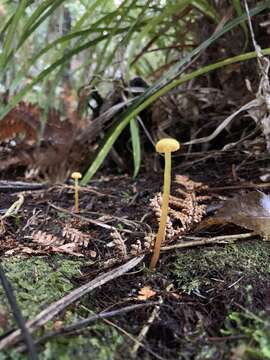 Image of Hygrocybe miniceps (G. Stev.) E. Horak 1990