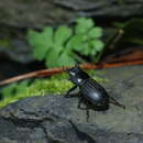 Image of Dorcus hirticornis clypeatus Benesh 1950