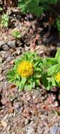 Plancia ëd Solidago hintoniorum G. L. Nesom