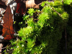 Image of Ontario rhodobryum moss