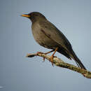 Turdus ludoviciae (Lort Phillips 1895)的圖片