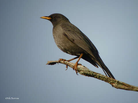 Plancia ëd Turdus ludoviciae (Lort Phillips 1895)