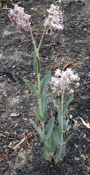 Image of Asclepias macroura A. Gray