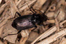 Image of Pterostichus (Bothriopterus) subovatus (Motschulsky 1860)