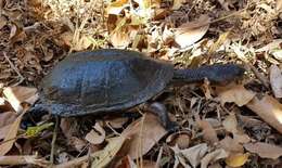 Image of Black Spine-necked Swamp Turtle