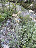 Plancia ëd Antennaria pulcherrima (Hook.) Greene