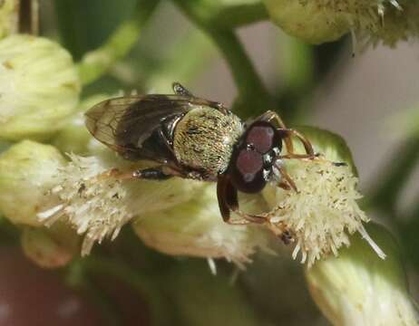 صورة Lepidomyia micheneri (Fluke 1953)