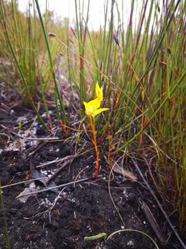 صورة Disa tenuifolia Sw.