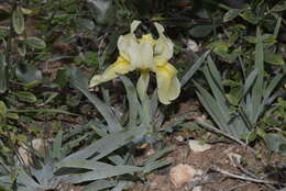 Image de Iris lutescens Lam.