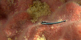 Image of Linesnout goby