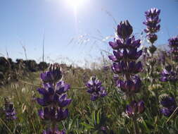 Image of <i>Lupinus <i>microcarpus</i></i> var. microcarpus