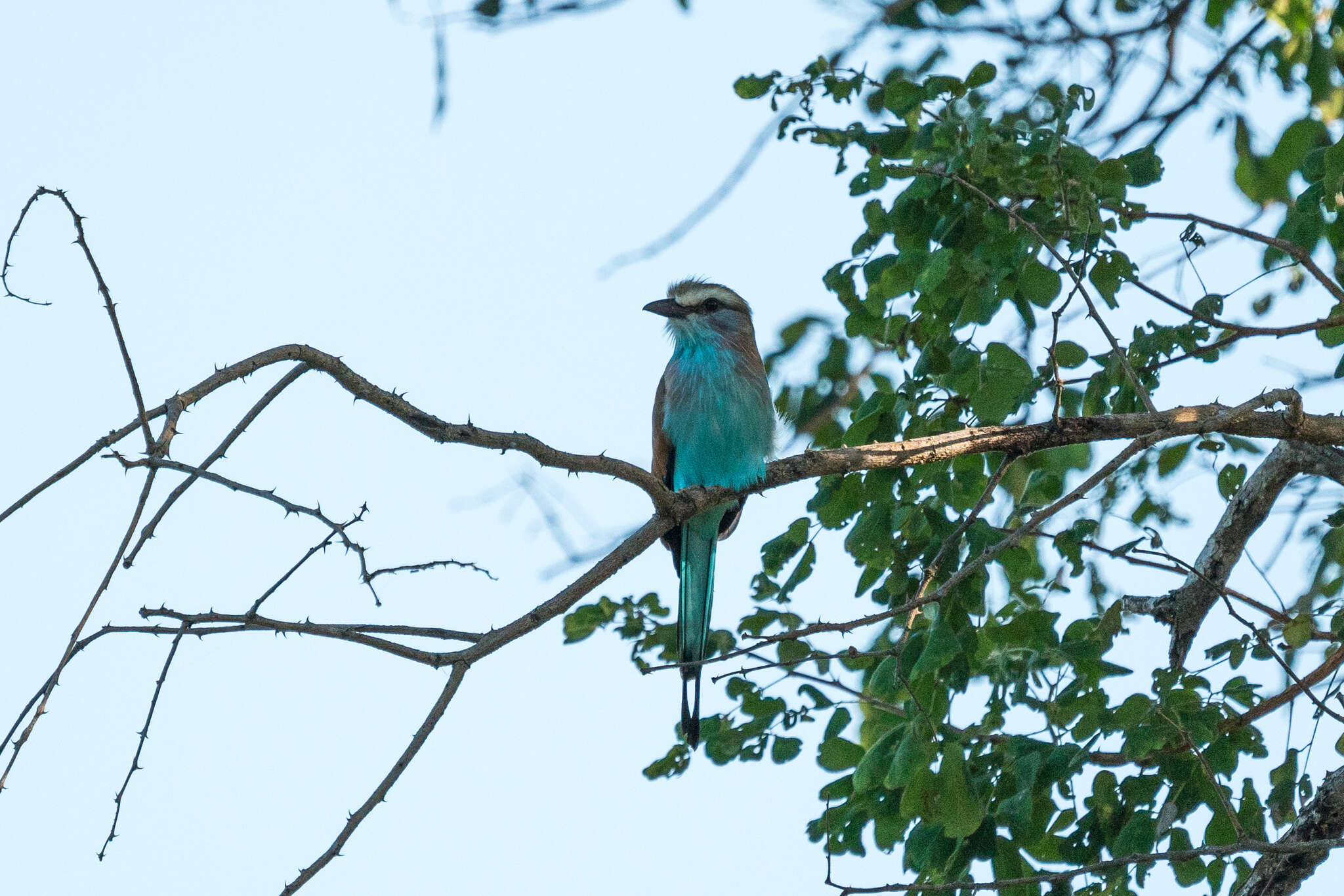 Image of Racket-tailed Roller