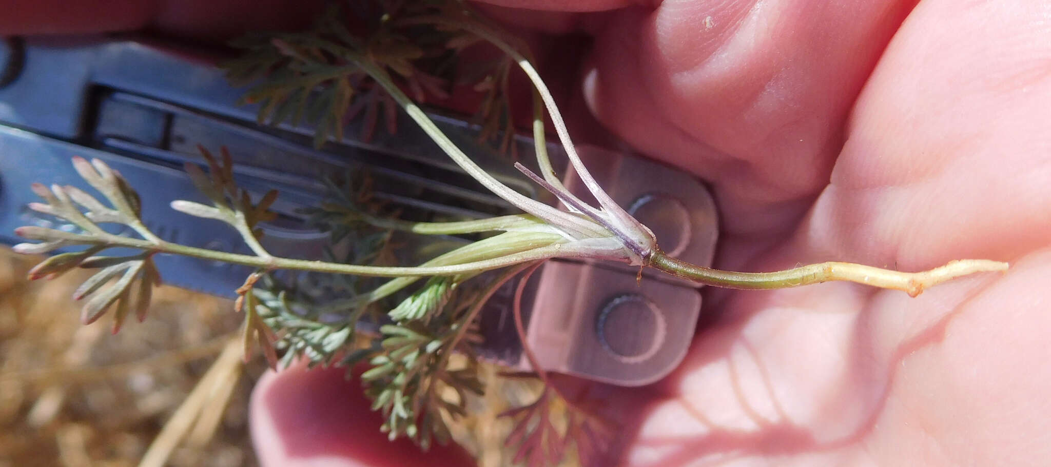 Image of plains sandparsley