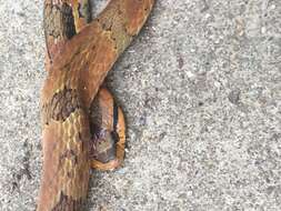 Image of Bamboo Snake