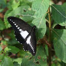 Image de Papilio fuelleborni Karsch 1900