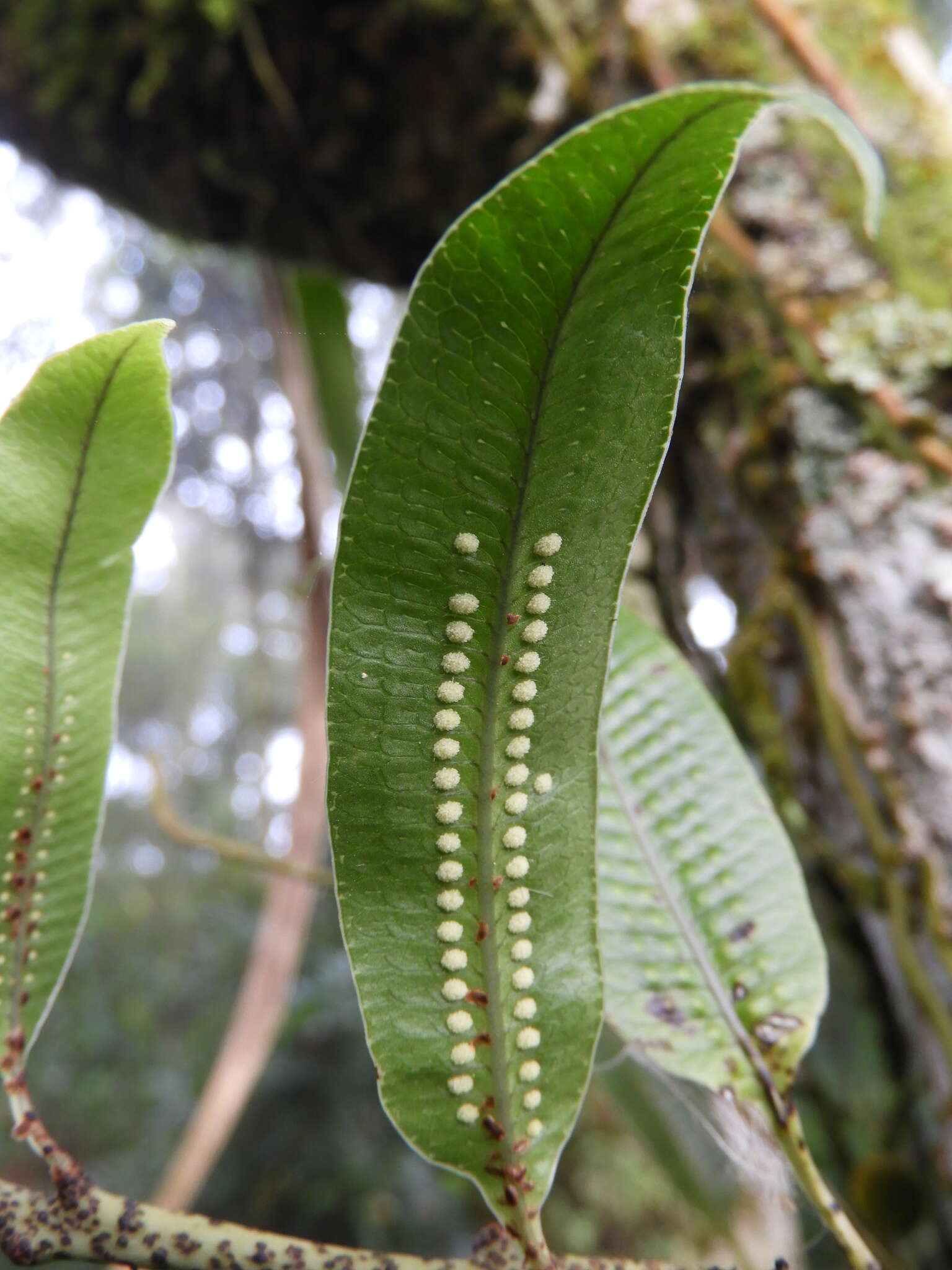 Image of Serpocaulon levigatum (Cav.) A. R. Sm.