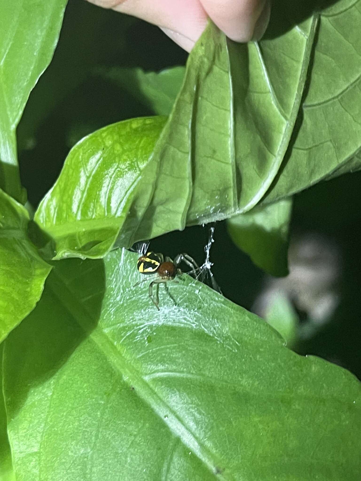 Image of Brown Flower Spider