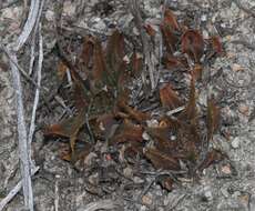 Image of Haworthia mirabilis var. sublineata (Poelln.) M. B. Bayer