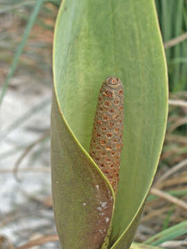 Urospatha sagittifolia (Rudge) Schott的圖片