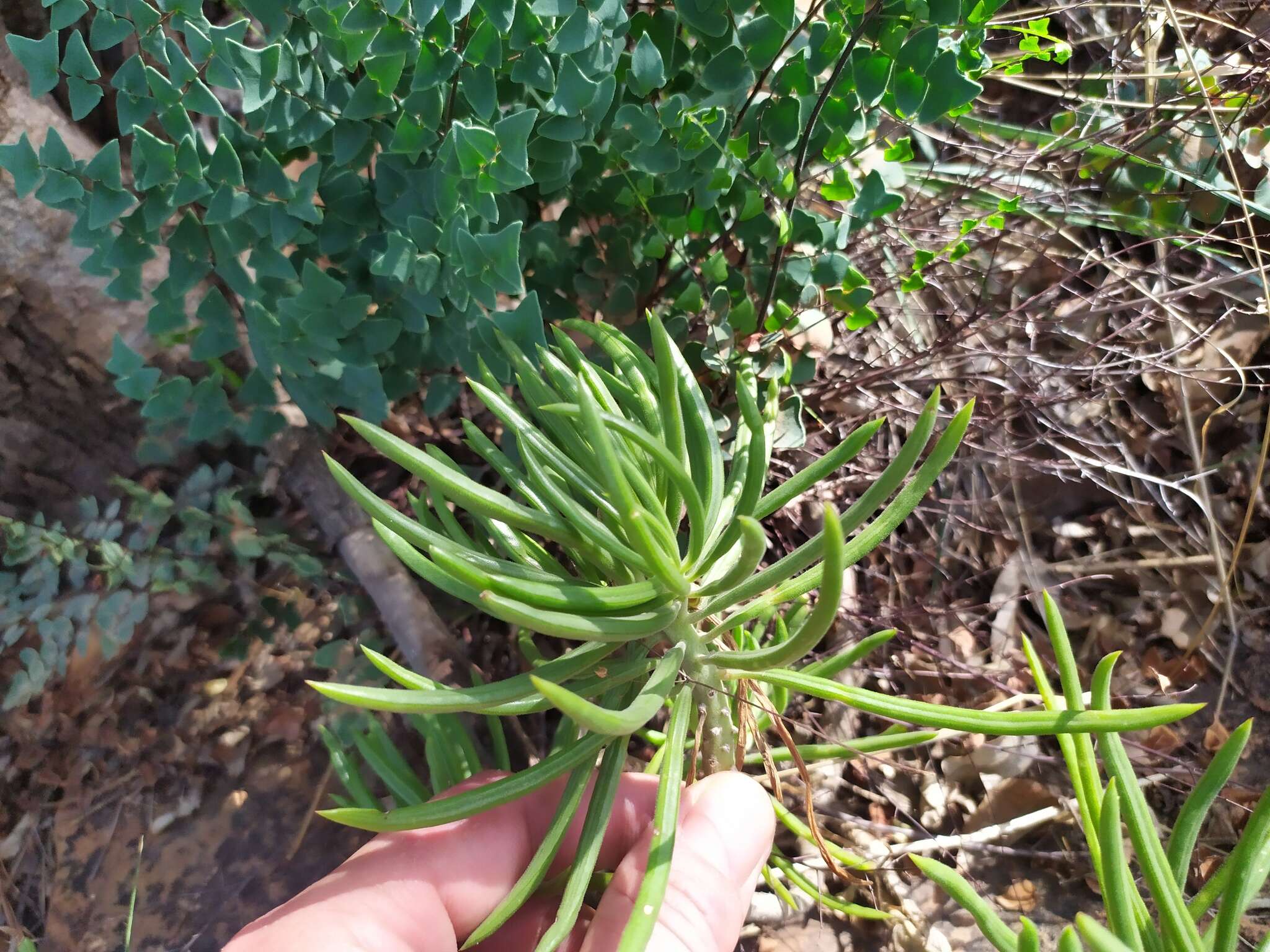 Image of Kleinia barbertonica (Klatt) Burtt Davy